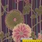 Preview: Kyo Momen lila